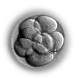 Preimplantation genetic diagnosis (PGD)